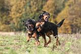 BEAUCERON 351